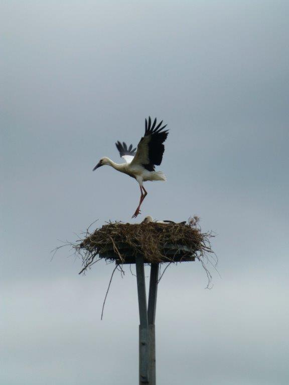 Erste Flugversuche 2014
