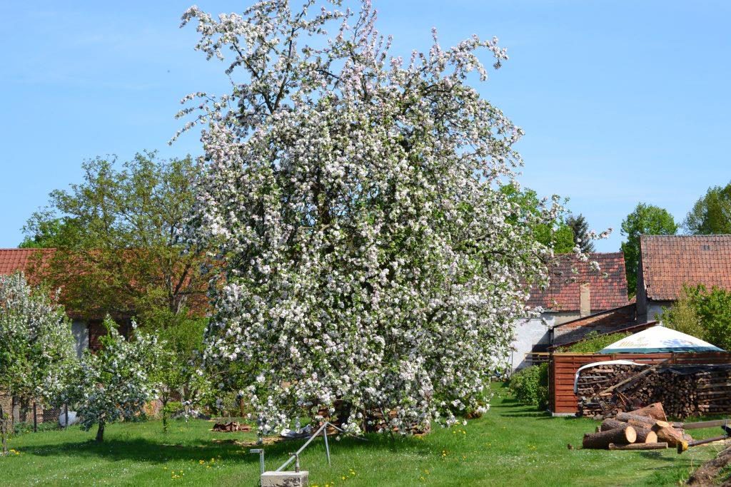 Dorf im Frühling