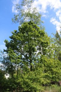 Unser Wald erholt sich langsam vom Unwetterschaden im Juni 2017, Fotos: Sabine Töpfer-Schwab