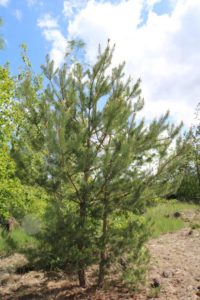 Unser Wald erholt sich langsam vom Unwetterschaden im Juni 2017, Fotos: Sabine Töpfer-Schwab