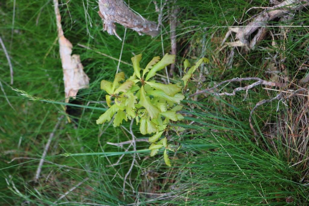 Unser Wald erholt sich langsam vom Unwetterschaden im Juni 2017, Fotos: Sabine Töpfer-Schwab