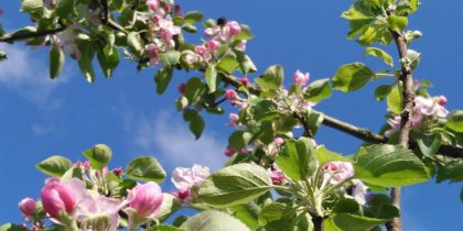 Neues von der Streuobstwiese