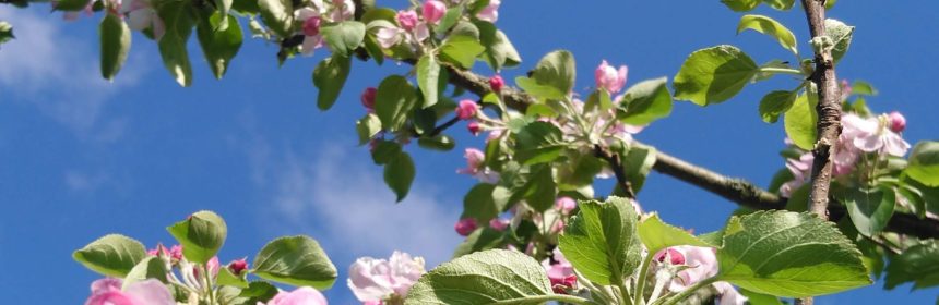 Neues von der Streuobstwiese