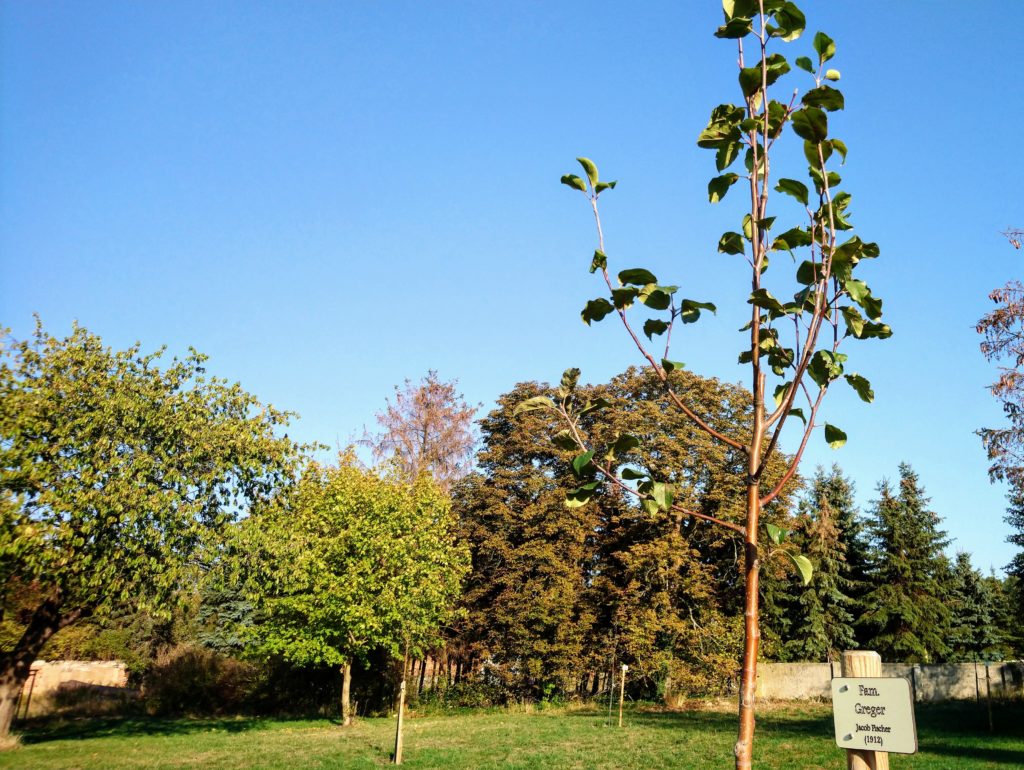 Pomologischer Garten in Döllingen