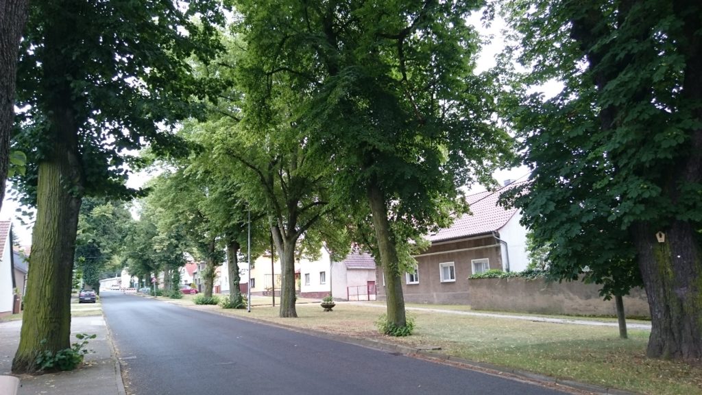 Dorfentwicklung - Die Liebenwerdaer Straße in Theisa von Bäumen gesäumt