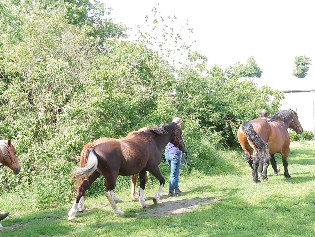 Familie Reidies und ihre Pferde