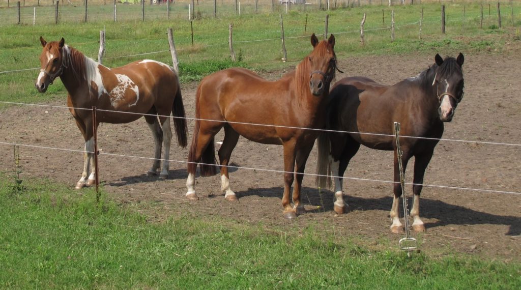 Familie Reidies und ihre Pferde